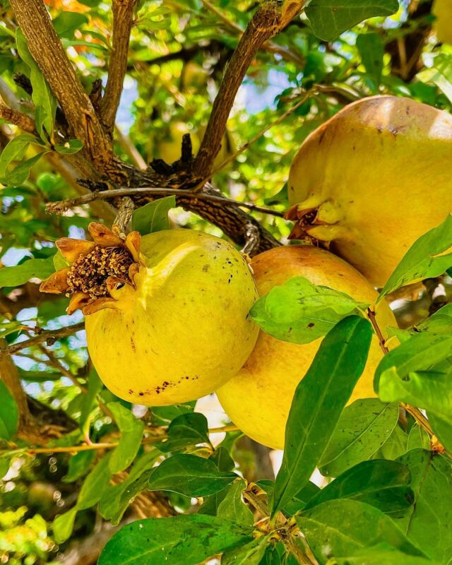 Albicocco, una vera frutticola - News Plantgest